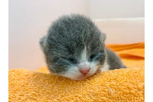 成約済の千葉県のブリティッシュショートヘア-12017の4枚目